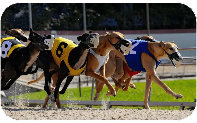 Greyhound racing on Jogniyabook